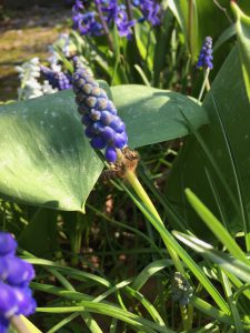 Muscari