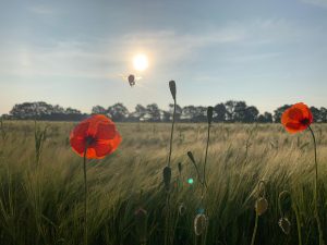 Sonnenaufgang über Wiese